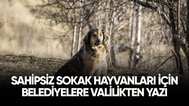 Valilikten sahipsiz sokak hayvanları için belediyelere yazı