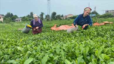 Rize'nin çay ihracatında 10,2 milyon dolar ile rekor kırıldı!