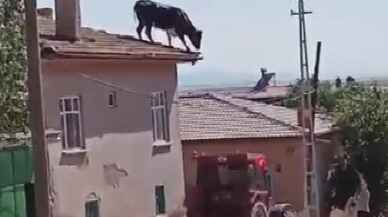 Konya'da bir boğa müstakil evin çatısına çıktı