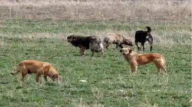 'Hastalıklı köpek' iddiasında gelişme: 2 kişi gözaltına alındı