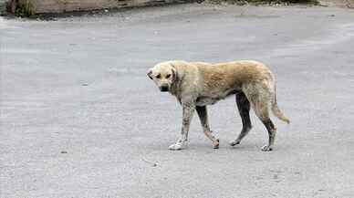 İrlandalı turist sokak köpeği tarafından ısırıldı: İBB'ye tazminat davası açtı