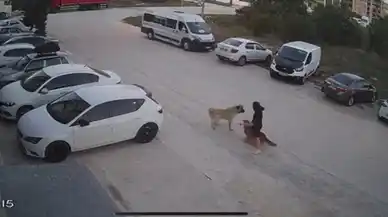 Tekirdağ'da sahipsiz köpek, sahibinin gezdirdiği köpeğe saldırdı