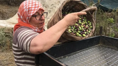 Zeytin hasadı zorlaşıyor: 3 bin TL yevmiye ile işçi bulamıyoruz