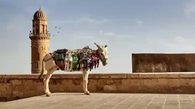 Mardin'de çalışan eşekler emekliye ayrılıyor