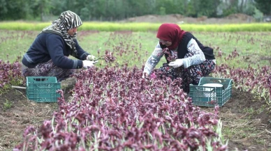 Türkiye’nin salep cenneti Samsun: Üretim artıyor, çiftçiler ücret endişesinde!