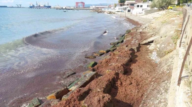 Marmara Denizi'nde lodos fırtınası sonrası kıyılarda kızıl yosun sürprizi!