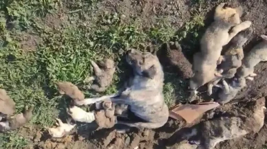 Barınakta köpek ölümleri: 4 yetkili görevden alındı