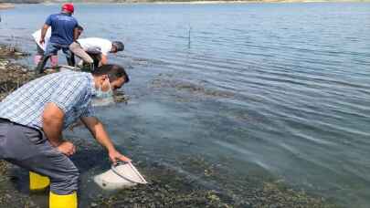 Tekirdağ’da göletlere 407 bin yavru sazan bırakıldı