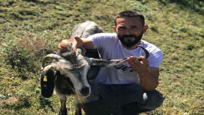 Zonguldak’ta kulağında boynuz çıkan keçi görenleri şaşırtıyor