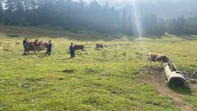 Kastamonu’da jandarma kaybolan hayvanları bularak sahibine teslim etti