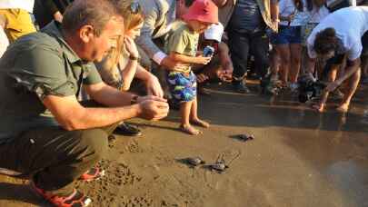 Uydu takip cihazı takılan 3 caretta caretta