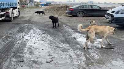 Esenyurt’ta başıboş köpekler için açık alana dökülen kemikler, vatandaşı ve esnafı rahatsız ediyor 