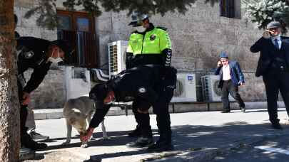 Beton saksıya ayağı sıkışan köpek kurtarıldı