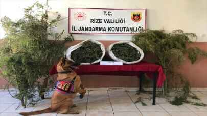 Rize’de 7 kilo 600 gram skunk ele geçirildi