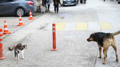 Eskişehir’de köpeği korkutan kedi kamerayla kaydedildi