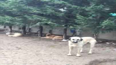 Konya’da villada uygunsuz koşullarda tutulan 16 köpek korumaya alındı