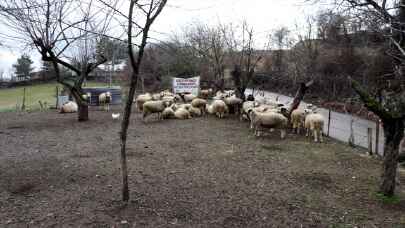 Karabük’te köpeklerin saldırısına uğrayan keçi ve koyunlar telef oldu