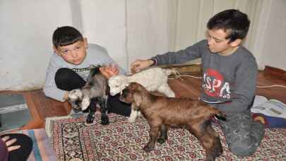 BOLU - Donmasınlar diye eve aldıkları üçüz oğlaklara çocukları gibi bakıyorlar