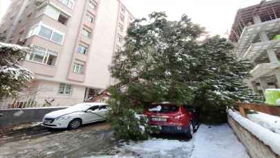 İstanbul'da dallarında kar biriken ağaç otomobilin üzerine devrildi