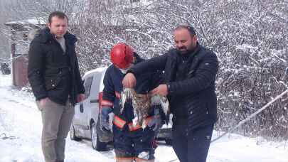 SAKARYA - Dere yatağına düşen yaralı atmaca kurtarıldı