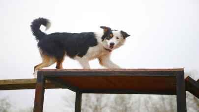 Arama kurtarma köpekleri eğitimlerle göreve hazırlanıyor