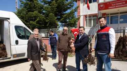 Bilecik Pazaryeri’nde ahududu fidanları toprakla buluşacak