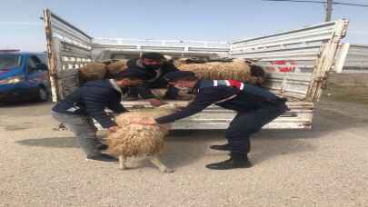 Elazığ'da kaybolan küçükbaş hayvanları jandarma buldu