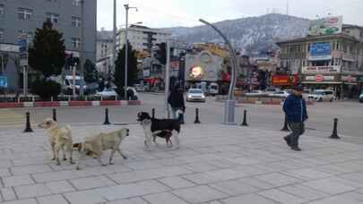 Sokak köpekleri tehlikeli mi?