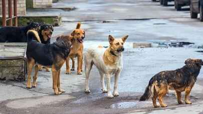 Başıboş sokak köpekleri korku salıyor: Can güvenliğimiz yok!