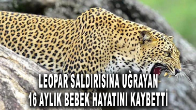 Leopar saldırısına uğrayan 16 aylık bebek hayatını kaybetti