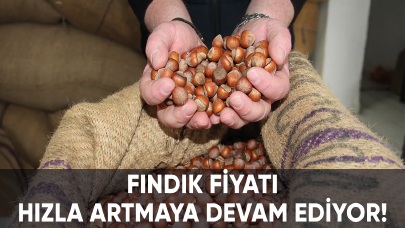 Fındık fiyatı hızla artmaya devam ediyor!