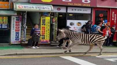 Hayvanat bahçesinden kaçan zebra saatlerce sokaklarda dolaştı