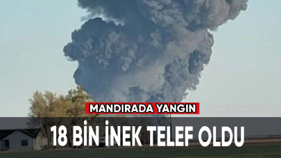 Mandırada yangın: 18 bin inek telef oldu