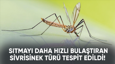 Sıtmayı daha hızlı bulaştıran sivrisinek türü tespit edildi!