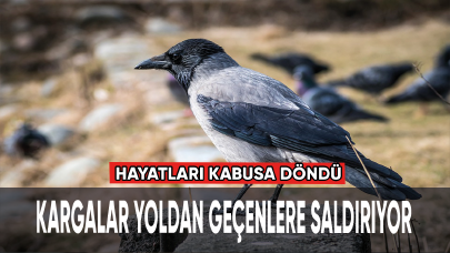 Kargalar yoldan geçenlere saldırıyor