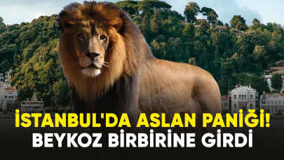 İstanbul'da aslan paniği! Beykoz birbirine girdi