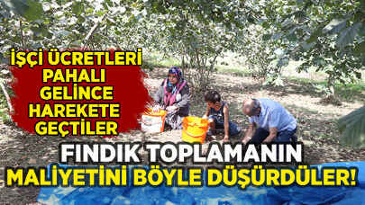 Fındık toplamanın maliyetini böyle düşürdüler!