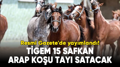 TİGEM 15 safkan Arap koşu tayı satacak