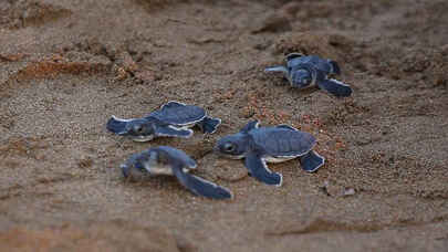 Antalya'da 5 bin 300'ü aşkın yavru caretta caretta denizle buluştu!