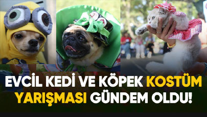 Evcil kedi ve köpek kostüm yarışması gündem oldu!