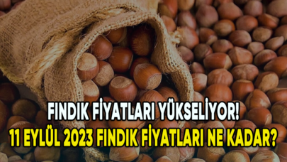 Fındık fiyatları yükseliyor! 11 Eylül 2023 fındık fiyatları ne kadar?