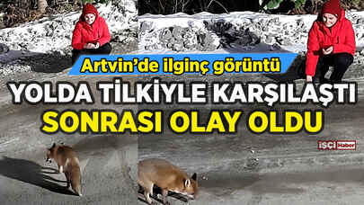 Artvin'de tilkiyle karşılaştı: Sonrası olay oldu