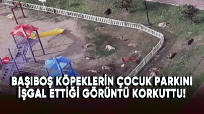 Başıboş köpeklerin çocuk parkını işgal ettiği görüntü korkuttu!