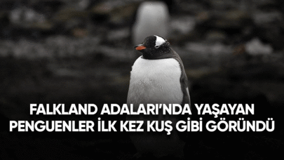 Falkland Adaları'nda yaşayan penguenler ilk kez kuş gribi görüldü