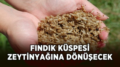 Fındık küspesi zeytinyağına dönüşecek