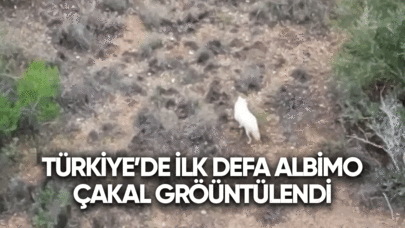 Türkiye'de ilk defa bir albino çakal görüntülendi