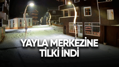 Yayla merkezine tilki indi