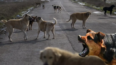 Avrupa’da sahipsiz sokak köpekleri için yapılan uygulamalar