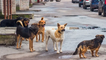 AK Parti'den açıklama geldi: Başıboş köpekler uyutulacak mı?