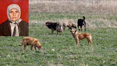 Köpeklerin saldırısına uğrayan 72 yaşındaki kadın hayatını kaybetti